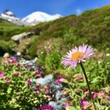 Mount Rainier National Park
