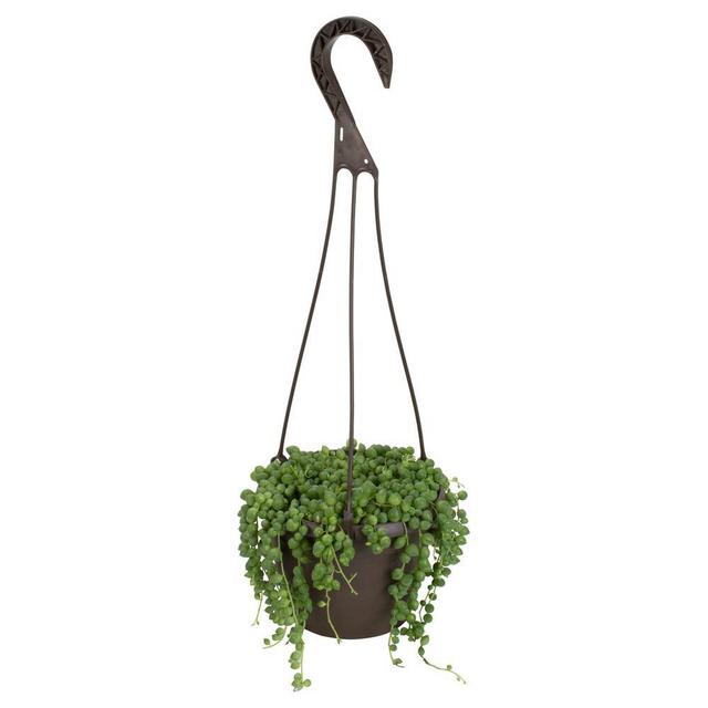6 in. Assorted String of Pearls Hanging Basket Plant