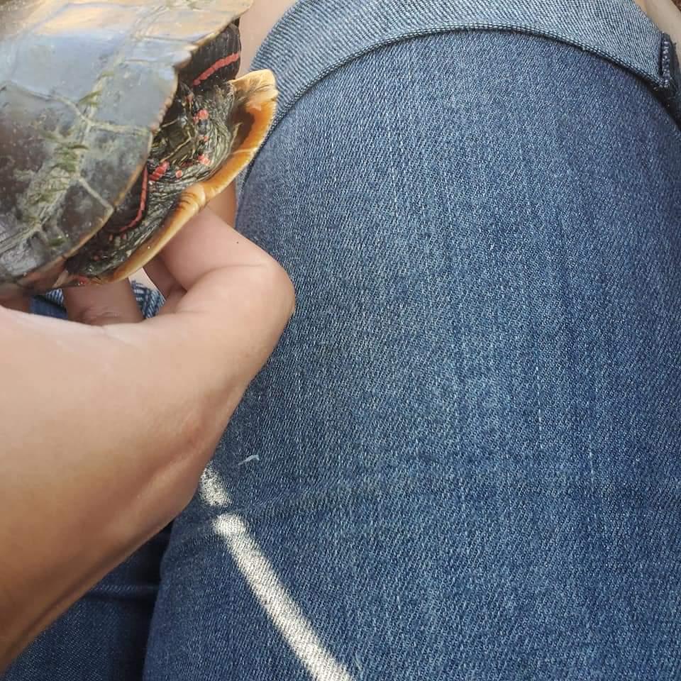 Our first turtle rescue.