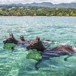 Half Moon Equestrian Centre