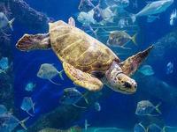 Virginia Aquarium & Marine Science Center