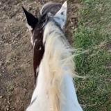 The Spotted Horse Ranch - Horseback Riding