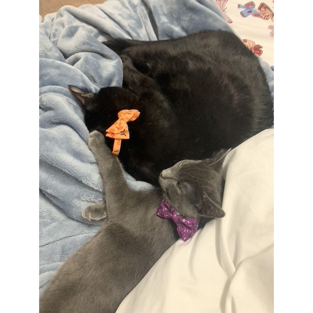 Brotherly love 