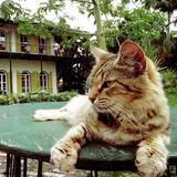 Hemingway Home & Museum