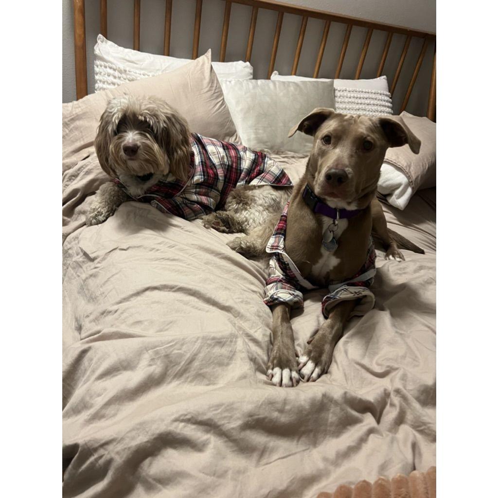 Matching pajamas for their first Christmas together!