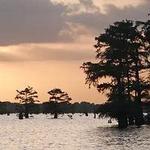 McGee's Louisiana Swamp & Airboat Tours