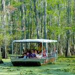 Swamp Tours