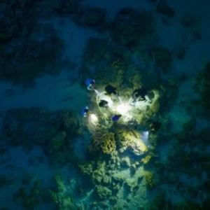 St. Lucia Snorkeling by Moonlight Excursion
