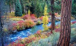 Shevlin Park