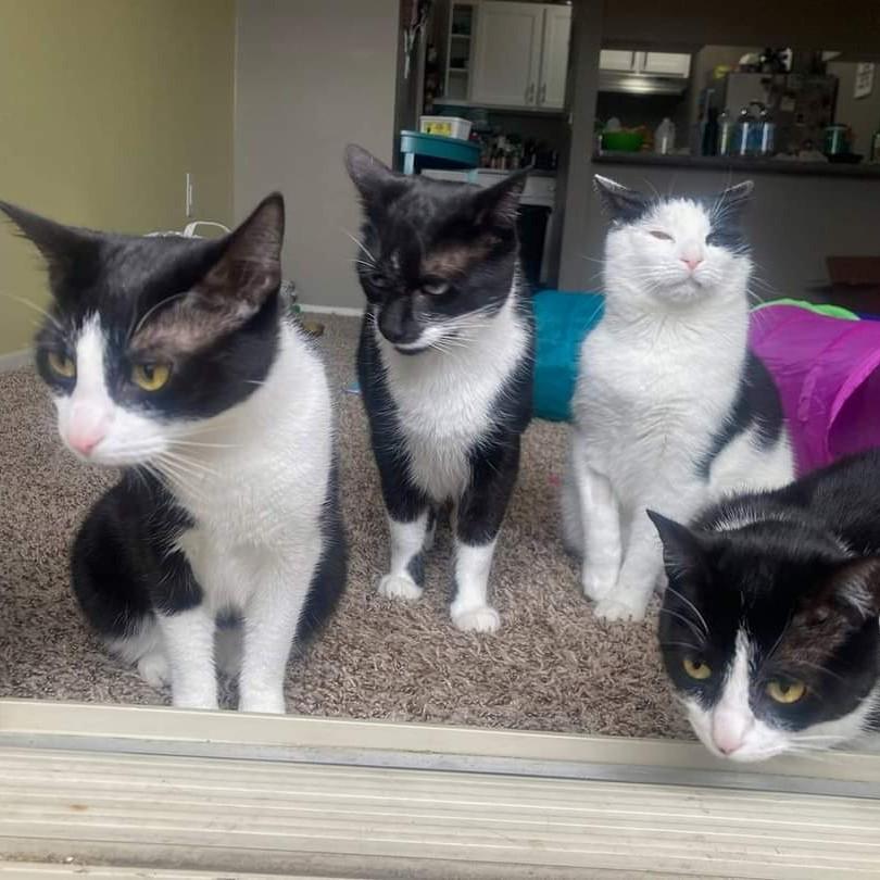 Our fur babies: Babe, Benji, Pirate, Bowie. Prior to meeting, James: 1 Amy: 0.
