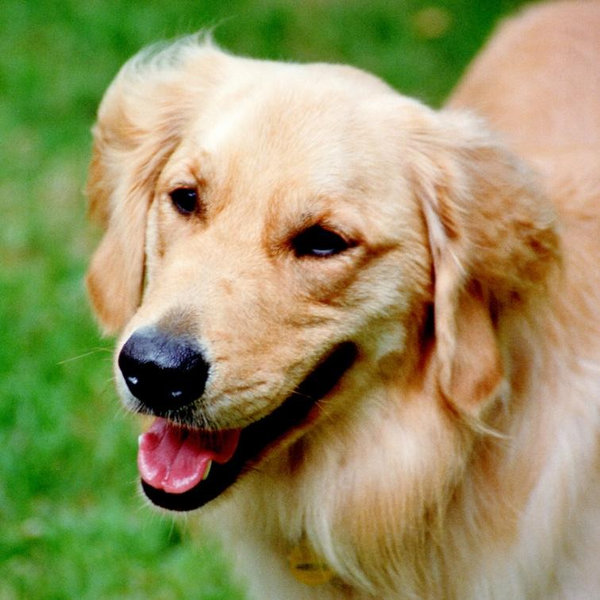 Abbi’s Golden Retriever Fund