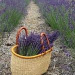 Good Ashe Lavender Farm