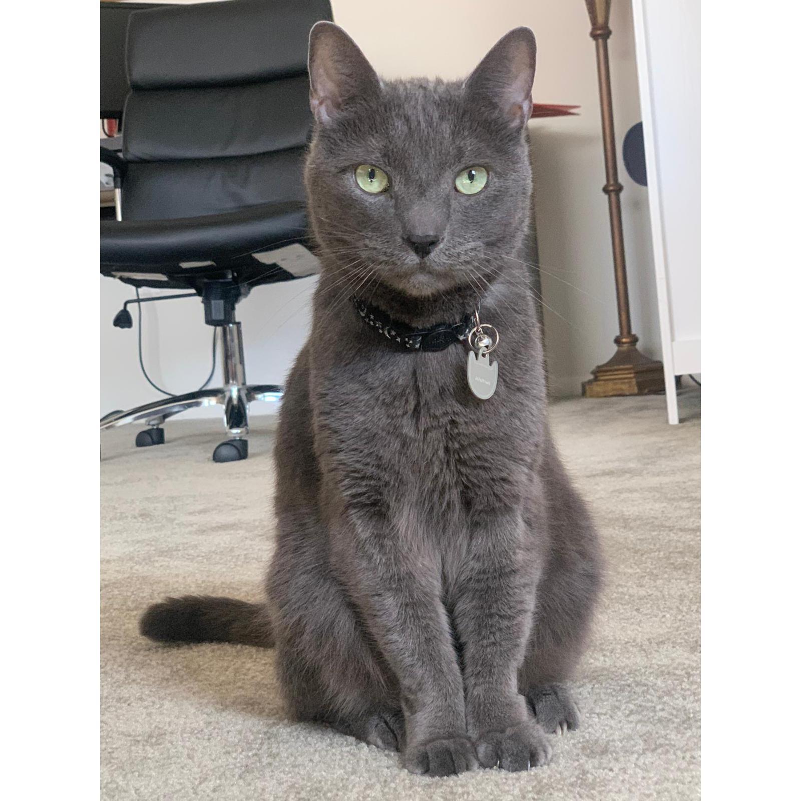 The perfect cat