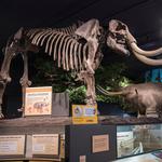 RMSC (Rochester Museum & Science Center)