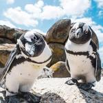 Boulders Beach
