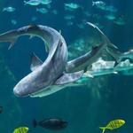Loveland Living Planet Aquarium