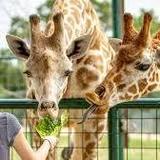 Aggieland Safari