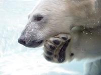 Saint Louis Zoo