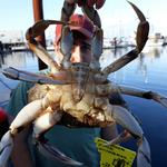 Coos Bay- Clamming or Crabbing