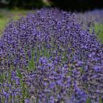 Laromay Lavender Farm