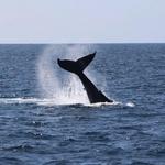 San Diego Whale Watch