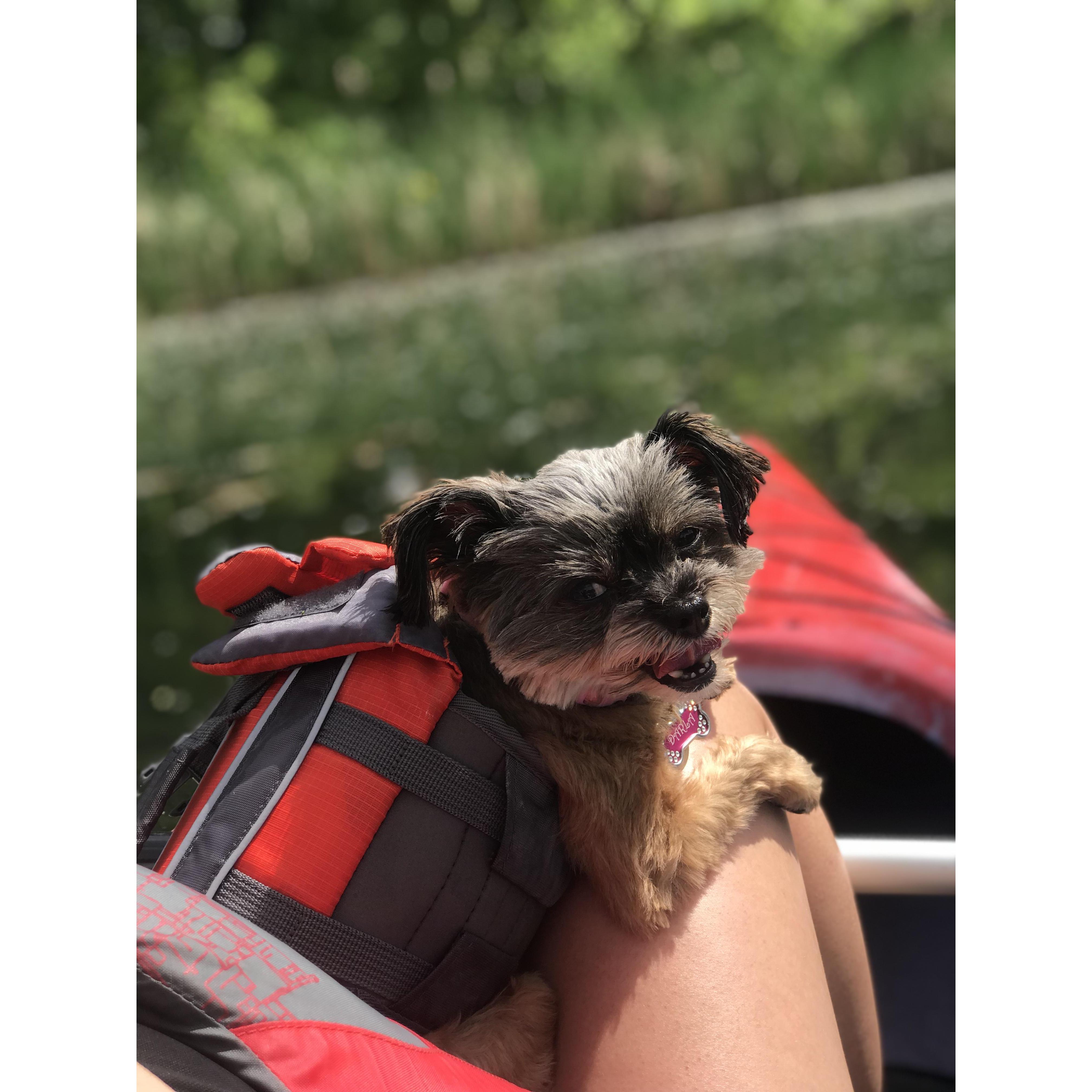 Darla enjoyed wearing her life jacket in the water off Cape Cod!