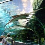 Tennesee Aquarium