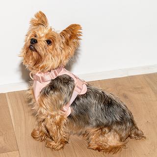 Cushioned Dog Harness