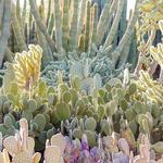Desert Botanical Gardens