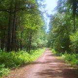 Sam Houston National Forest