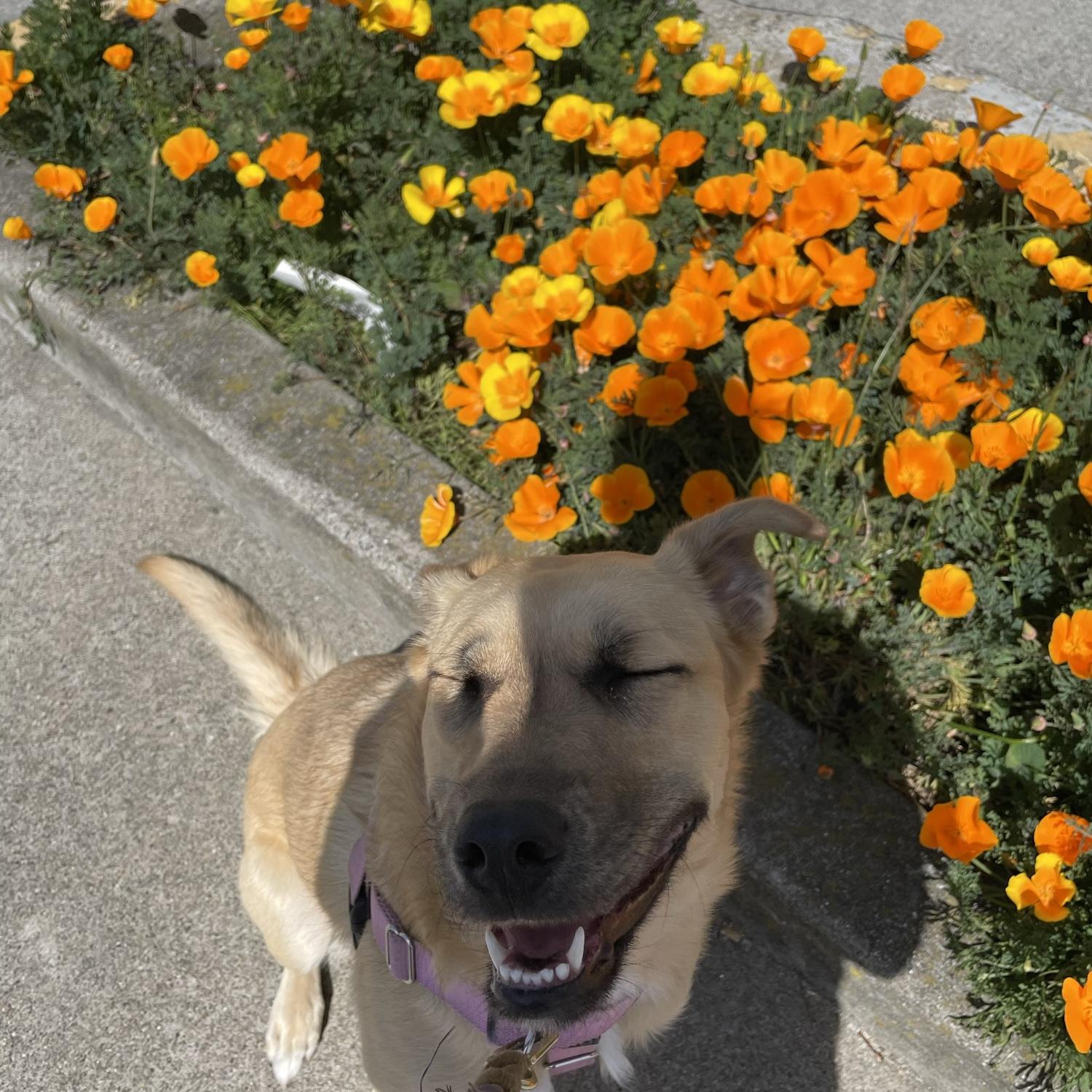 Athena con las amapolas de California