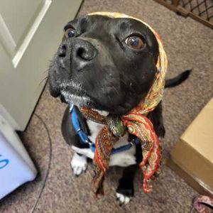 Dahlia's Dowry (The Dog Longevity Fund)