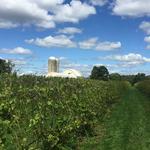 Bishop Estate Vineyard and Winery
