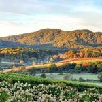 Monticello Wine Trail