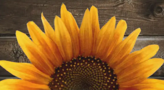 The Wedding Website of Angie Shumate and Paul Sherlin