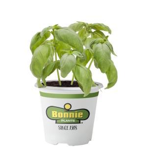 2.32 Qt. Basil-Sweet Basil Genovese