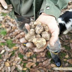 Truffle Hunting Guided Tour in Alba, Italy