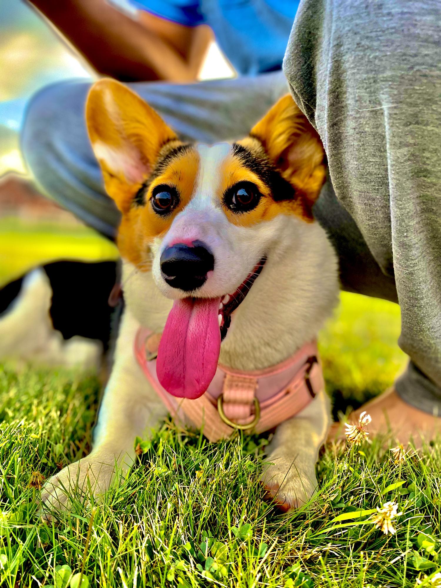 🐶💗Willow💗🐶