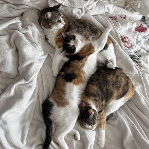 Pet Sitting Fund