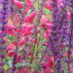 Daisy Clough Nurseries and Tearoom