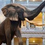 Smithsonian National Museum of Natural History