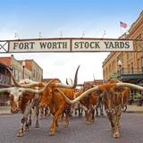 Fort Worth Herd