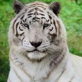 The Catty Shack Ranch Wildlife Sanctuary