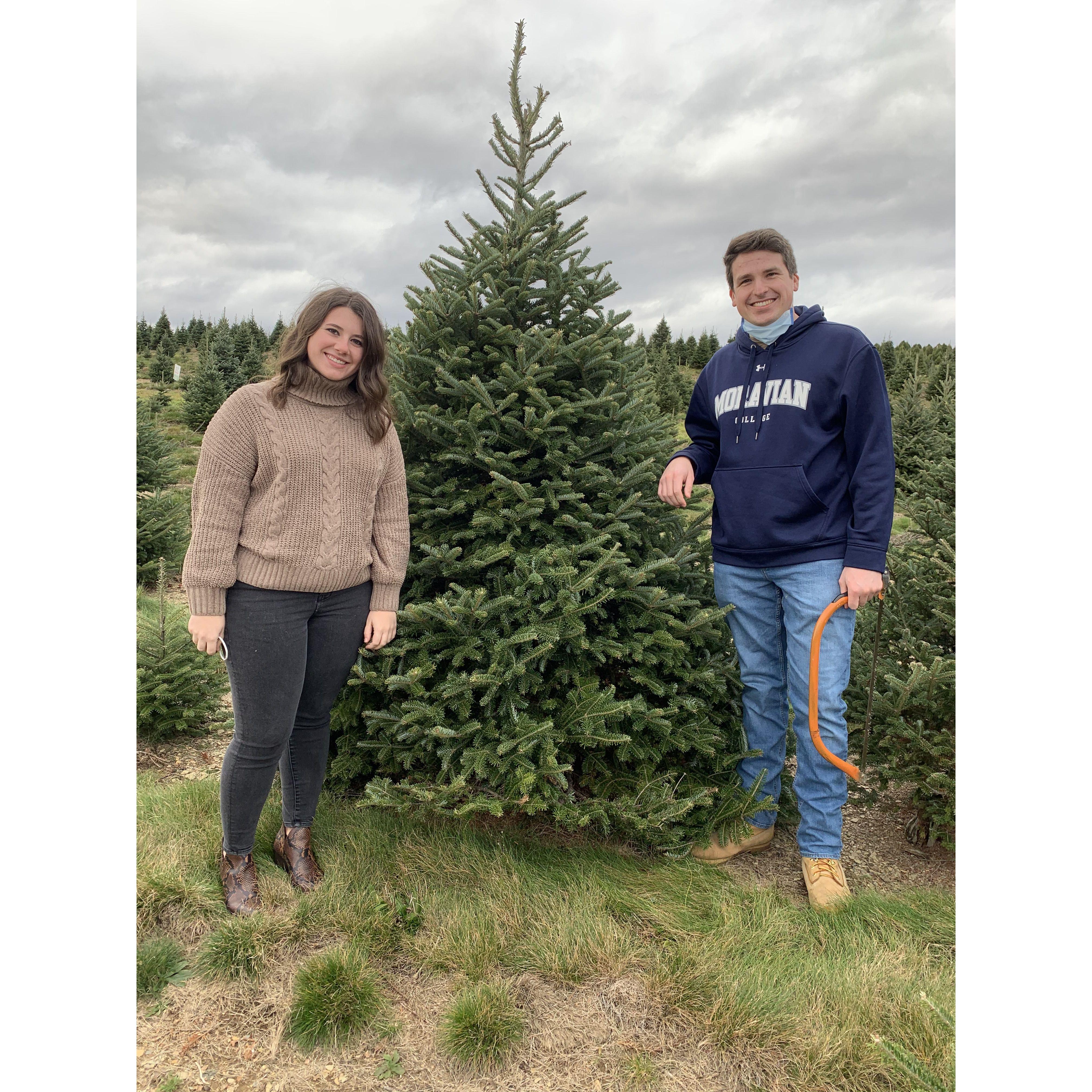 Cutting the Christmas tree