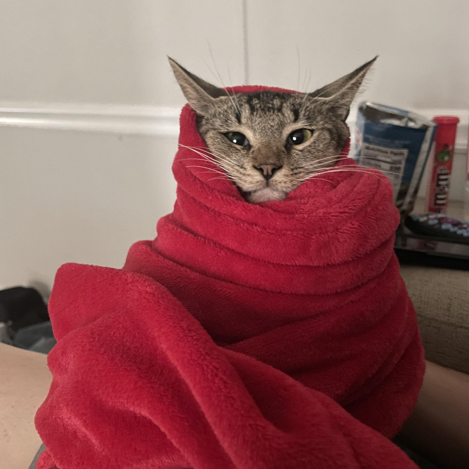 Stanlee had some eye issues when we first took him to the vet. So the only way we could get the eye drops in was to wrap him up like a burrito.