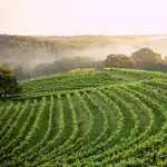 Visit Dahlonega's best wineries!