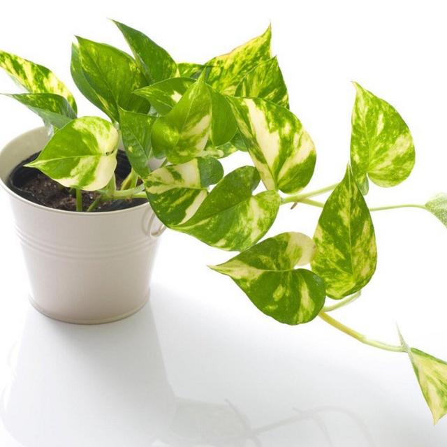 Golden Pothos - beginner friendly plant- vining plant- Epipremnum Aureum - Devil’s Ivy - Houseplant - easy plant