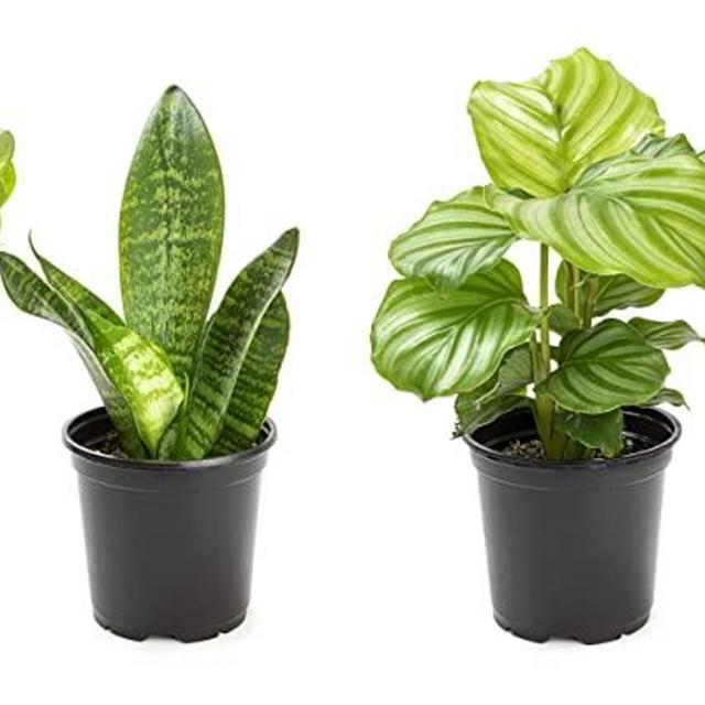 Essential Houseplant Collection (4PK) Live Plants Indoor Plants Live Houseplants in Plant Pots, Easy House Plants Indoors Live, Snake Plant, Pothos in Potting Soil, Clean Air Plants by Plants for Pets