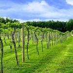 Saint Croix Vineyards