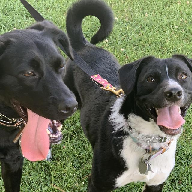 Year's Supply Of Ivy & Lily Treats